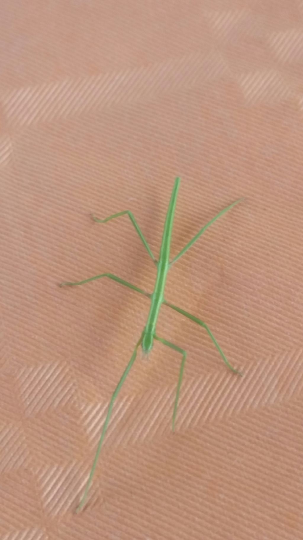 Mantide?  No, Phasmatodea: Clonopsis gallica(Bacillidae)